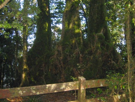 Antarctic Beech Trees near 'Best of All Lookout'