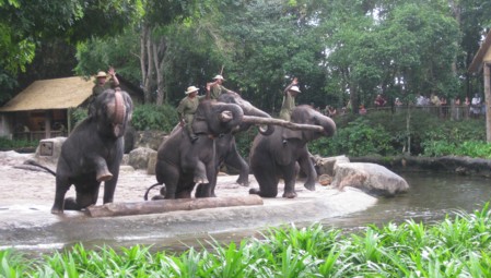 Elephant Show at Singapore Zoo