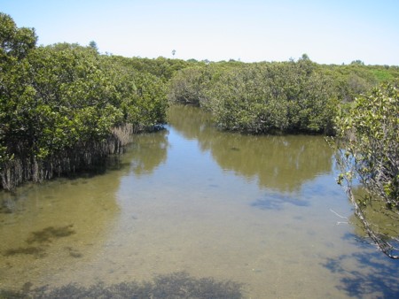 Mangrove walk