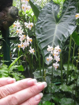 Singapore Botanic Gardens - Tiny Orchids