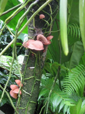 Singapore Botanic Gardens - Tree Mushrooms