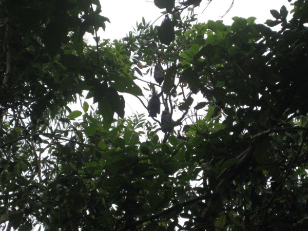 Bats in the Trees (3, exact centre of photo)