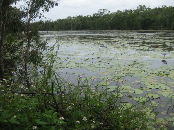 Waterlilies on the Lake