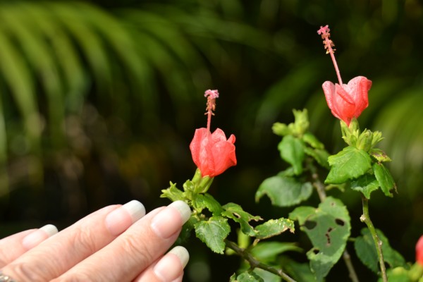 Tiny Hibiscus Flowers